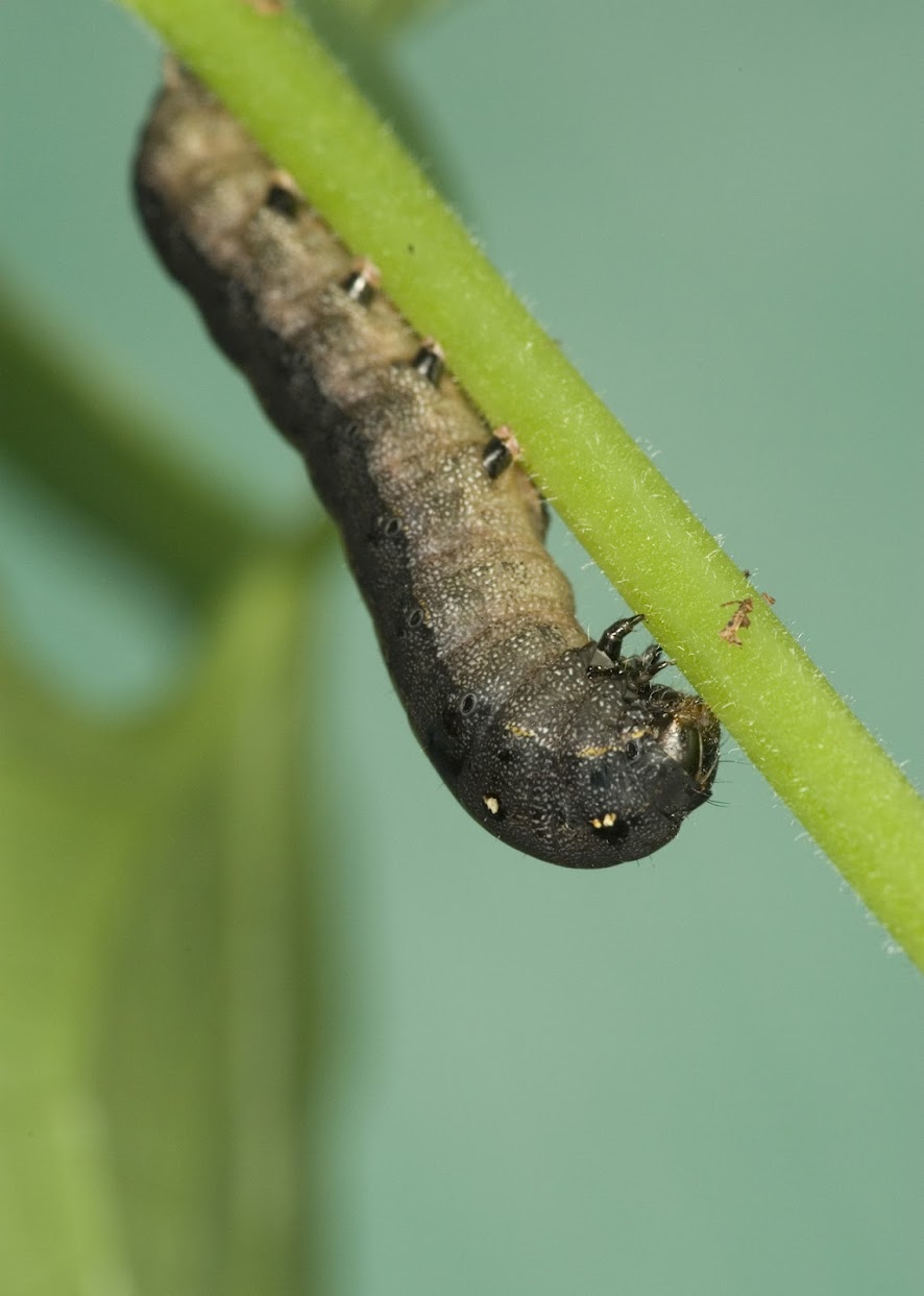 Larva of the Egyptian cotton leafworm Spodoptera littoralis