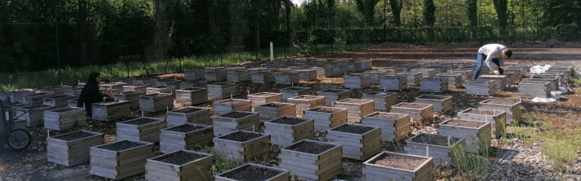 Libération - Ruches sur les toits : en ville, les abeilles filent