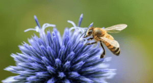 Le changement climatique a un impact sur les pollinisateurs et les plantes. ©Getty - christels