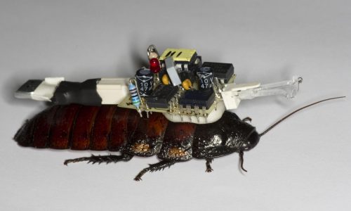 Cockroach-portable EAG